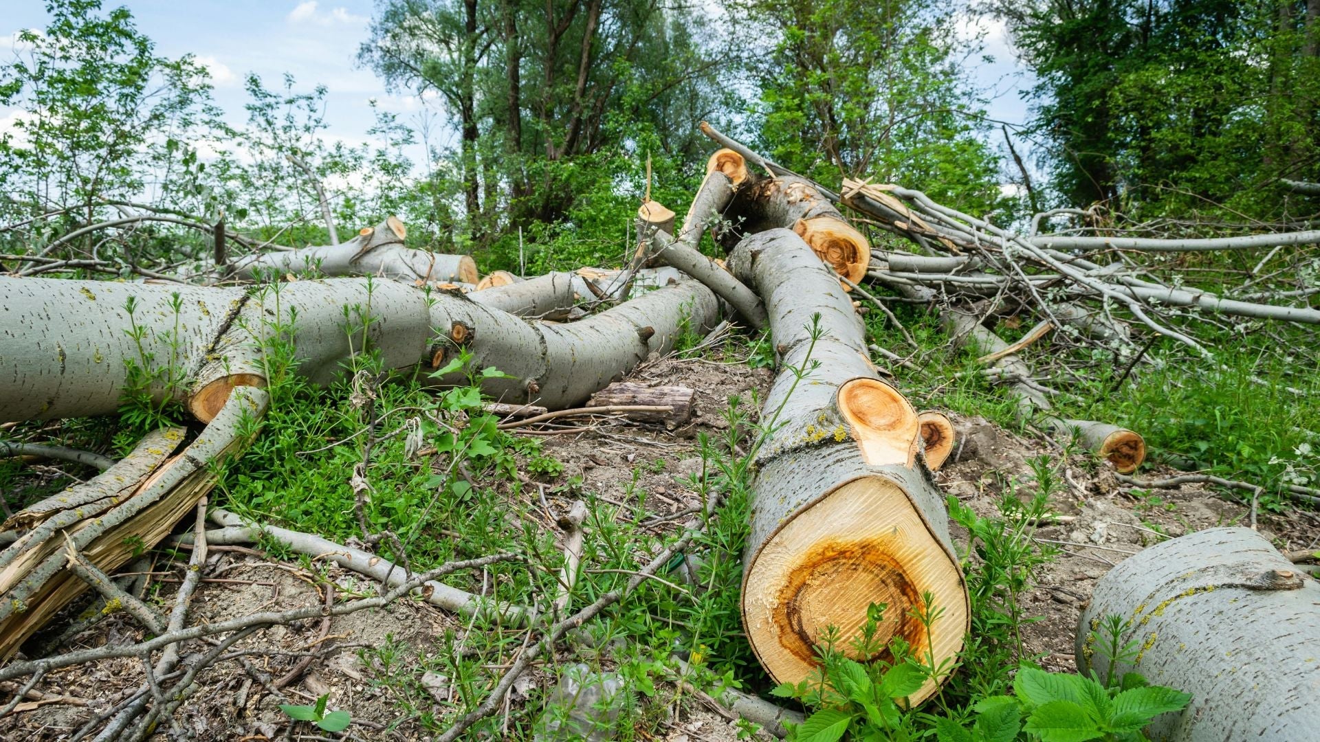 Understanding the Causes of Biodiversity Loss